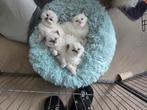 100% ragdoll kittens (zonder stamboom), Dieren en Toebehoren, Katten en Kittens | Raskatten | Langhaar, Meerdere dieren, Gechipt