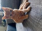 Rode katertje, Dieren en Toebehoren, Katten en Kittens | Overige Katten, Kater
