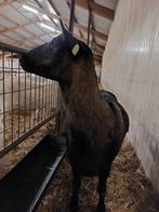 Geit te koop, Dieren en Toebehoren, Schapen, Geiten en Varkens, Vrouwelijk, Geit, 0 tot 2 jaar