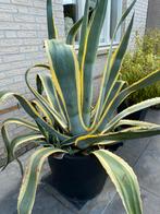 Te Koop prachtige Agave Américana., Tuin en Terras, Planten | Tuinplanten, Ophalen, Bloeit niet, Vaste plant, Halfschaduw