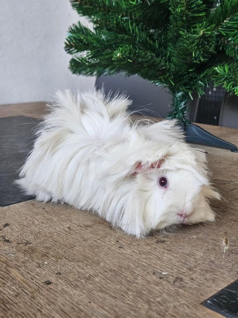 cavia zeugje langhaar×borstel, Dieren en Toebehoren, Knaagdieren, Vrouwelijk, Cavia, Januari, Tam