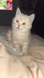 Britse Korthaar dekkater aangeboden, Dieren en Toebehoren, Kater, Gechipt, 0 tot 2 jaar