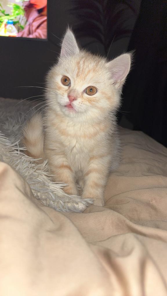 Britse Korthaar dekkater aangeboden, Dieren en Toebehoren, Katten en Kittens | Raskatten | Langhaar, Kater, 0 tot 2 jaar, Gechipt