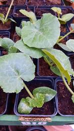 Biologische moestuinplanten; courgette, tomaat, pompoen etc, Tuin en Terras, Planten | Tuinplanten, Ophalen, Volle zon, Groenteplanten