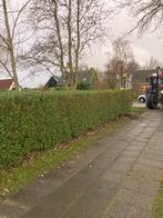 Ligusterhaag 12 mtr 1,6 mtr hoog, Tuin en Terras, Ophalen, Overige soorten, 100 tot 250 cm