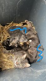 Lieve jonge boerderij kittens, Dieren en Toebehoren, Katten en Kittens | Overige Katten, Meerdere dieren, Kortharig, 0 tot 2 jaar
