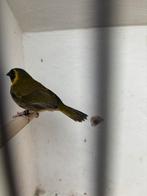 Cubavink man, Dieren en Toebehoren, Mannelijk, Geringd