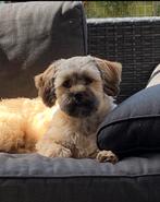 Super mooi nestje boomer pups !, Dieren en Toebehoren, Honden | Chihuahua's en Gezelschapshonden, Overige rassen, Meerdere, Meerdere dieren