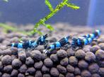 Blue panda shrimp/ blauwe panda garnalen, Dieren en Toebehoren, Kreeft, Krab of Garnaal