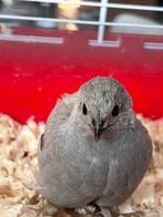 Chineze dwerg kwartel haan, Dieren en Toebehoren, Vogels | Overige Vogels, Mannelijk