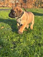 Boerboel pup, Overige rassen, CDV (hondenziekte), 8 tot 15 weken, Meerdere