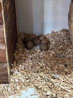 Chinese dwergkwartel eieren, Tropenvogel