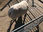 Te Koop overjarige Ram, Dieren en Toebehoren, Schapen, Geiten en Varkens, Mannelijk, Schaap, 0 tot 2 jaar