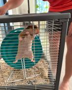 Syrische hamster met kooi en toebehoren, Dieren en Toebehoren, Knaagdieren, Hamster, Juni, Vrouwelijk, Tam