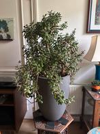 Grote Crassula Ovata (Jadeplant), Volle zon, Vaste plant, Bloeit niet, Ophalen