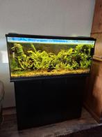 EHEIM Aquarium LED zwart 180 L + kast + vuurgarnalen/planten, Ophalen, Gebruikt, Gevuld zoetwateraquarium