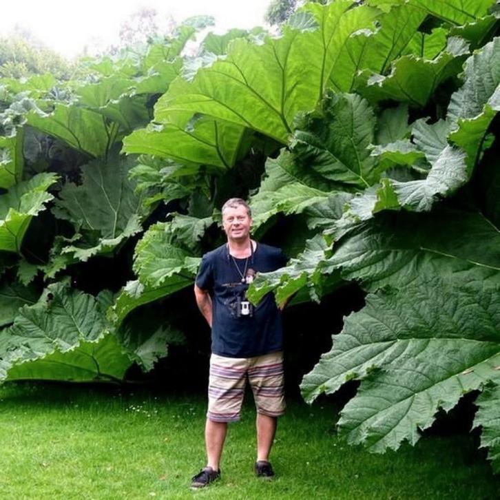 Gunnera manicata - Mammoetblad, Tuin en Terras, Planten | Tuinplanten, Halfschaduw, Ophalen of Verzenden