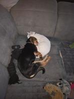 Kruissing boerenfox teefje, 15 weken tot 1 jaar, Overige rassen, Teef, Parvo