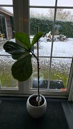Ficus, Ophalen, Ficus, Halfschaduw, Minder dan 100 cm