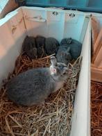 KLEURDWERGEN, DWERG KONIJNEN, KLEUR DWERGEN, DWERGKONIJNEN., Dieren en Toebehoren, Meerdere dieren