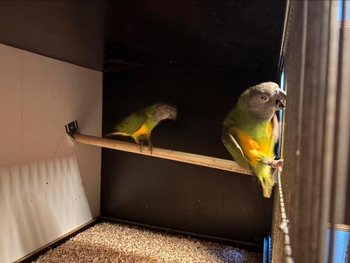Koppel bonte boeren, Dieren en Toebehoren, Vogels | Parkieten en Papegaaien, Papegaai, Meerdere dieren, Geringd