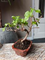 Bougainvillea bonsai, Tuin en Terras, Bloeit niet, Halfschaduw, Minder dan 100 cm, Overige soorten