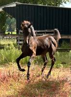 Dressuur Merrie veulen uit een top merrielijn te koop, Dieren en Toebehoren, Merrie, Onbeleerd, Dressuurpaard, Gechipt