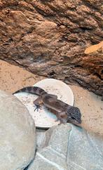 Mooie Luipaardgekko, Dieren en Toebehoren, Reptielen en Amfibieën, Hagedis, Tam, 0 tot 2 jaar