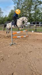 Kwpn merrie 2014. ‼️spoed! In prijs verlaagd‼️, Dieren en Toebehoren, Paarden, Merrie, Springpaard, Gechipt, L
