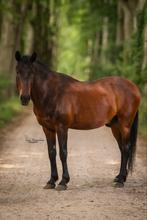Stalling en/of drie pony’s aangeboden, Dieren en Toebehoren, Paarden, Ruin, Recreatiepaard