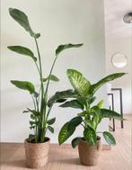 2 for 85 - Strelitzia Nicolai & Dieffenbachia Tropic Snow, In pot, Minder dan 100 cm, Groene kamerplant, Halfschaduw