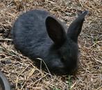 Lieve blauwe reuzen, Dieren en Toebehoren, Konijnen, Meerdere dieren, Groot, 0 tot 2 jaar