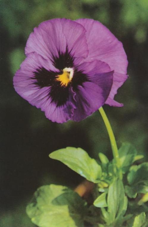 24 Prachtige glans Popp-Karte - Bloemen, Verzamelen, Ansichtkaarten | Themakaarten, Ongelopen, 1960 tot 1980, Natuur, Ophalen of Verzenden