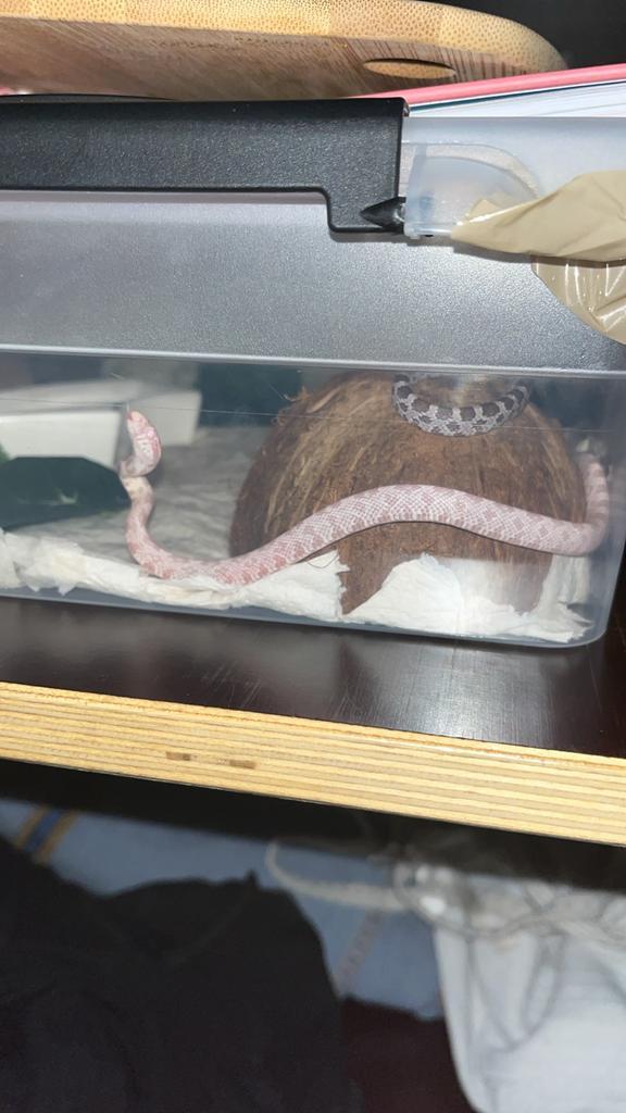 Baby korenslangen/rattenslangen samen of appart