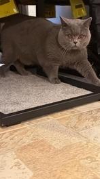 Dekkater Britse Korthaar NIET TE KOOP, Kater, 0 tot 2 jaar