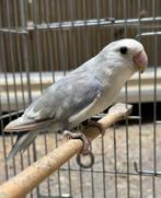 Agapornis roseicollie dwergpapegaai man en pop, Dieren en Toebehoren, Vogels | Parkieten en Papegaaien, Meerdere dieren, Dwergpapegaai of Agapornis
