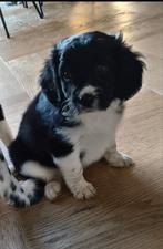 Pups Friese Stabij x Beaglier te koop!, Dieren en Toebehoren, Rabiës (hondsdolheid), 8 tot 15 weken, Meerdere, Meerdere dieren