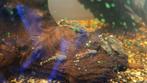 Ancistrus, Dieren en Toebehoren, Vissen | Aquariumvissen, Vis, Zoetwatervis