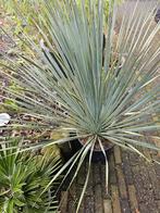 yucca rostrata winterharde Hoogte. inclusief pot 90 cm., Tuin en Terras, Ophalen of Verzenden, Overige soorten, Volle zon