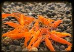 Neocaridina orange | oranje garnalen, Dieren en Toebehoren, Vissen | Aquariumvissen, Kreeft, Krab of Garnaal, Schoolvis