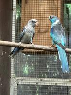 Barnard fallow / split fallow, Dieren en Toebehoren, Vogels | Parkieten en Papegaaien, Geslacht onbekend, Papegaai