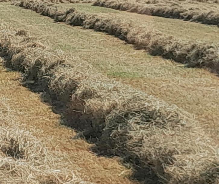 Hooi tekoop 2024 /2025, Dieren en Toebehoren, Dierenvoeding, Vee, Ophalen of Verzenden