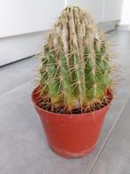 Toffe Cactus te koop, Ophalen, Minder dan 100 cm, Volle zon, In pot