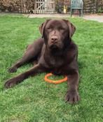 Bruine labradorpups verwacht, Dieren en Toebehoren, CDV (hondenziekte), 8 tot 15 weken, Labrador retriever, Meerdere