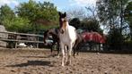 Super makke 2 jarige bonte merrie van floyd, Merrie, Minder dan 160 cm, 0 tot 2 jaar, Onbeleerd