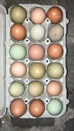 Gekleurde broedeieren mix australorp marans araucana, Dieren en Toebehoren, Pluimvee, Geslacht onbekend, Kip