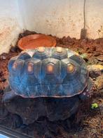 Kolenbranderschildpad, Dieren en Toebehoren, Reptielen en Amfibieën, 3 tot 6 jaar