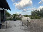 Appaloosa pony aangeboden: Teun!, Dieren en Toebehoren, Pony's, Gechipt, Ruin, 0 tot 2 jaar, A pony (tot 1.17m)