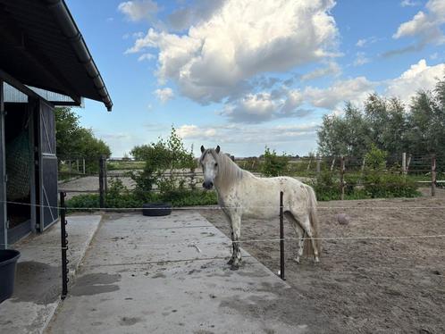 Appaloosa pony aangeboden: Teun!, Dieren en Toebehoren, Pony's, Ruin, Onbeleerd, A pony (tot 1.17m), Recreatiepony, 0 tot 2 jaar