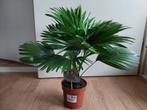 Livistonia Rotundifolia - Waaierpalm H: 51 cm., Huis en Inrichting, Kamerplanten, Minder dan 100 cm, Palm, Halfschaduw, Ophalen